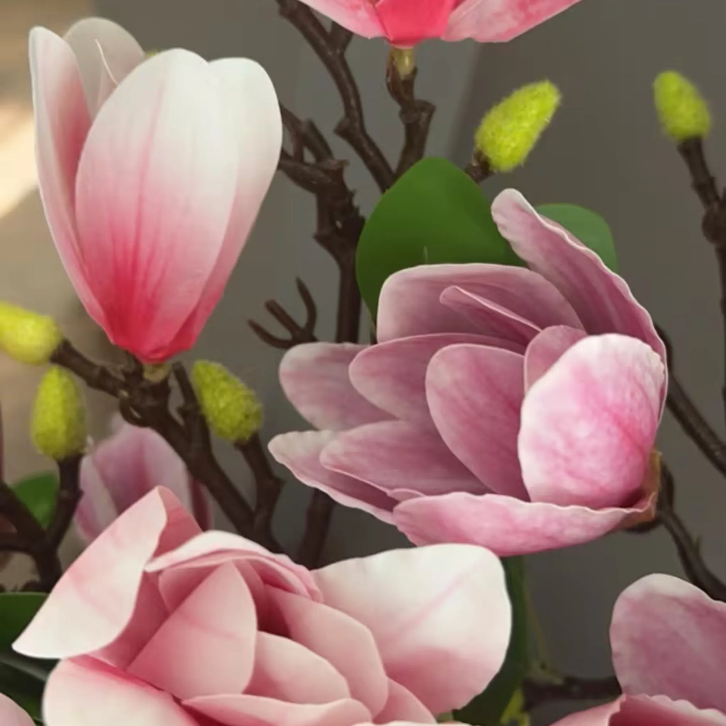 4 luksuriøse Magnolia-grener