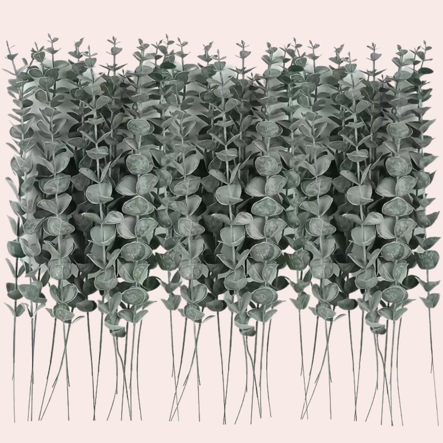 10 grønne eukalyptusgrener 