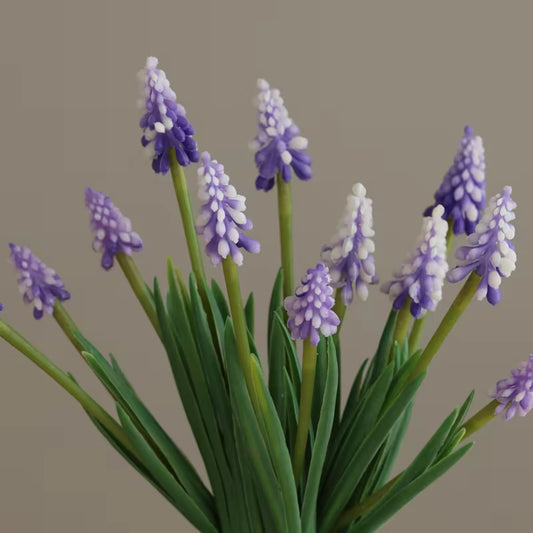 Bukett med 12 Muscari (perleblomster)