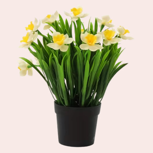 Hvit påskelilje i sort potte