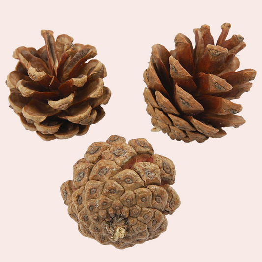 Naturlige og ekte furukongler til dekorasjon