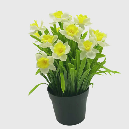 Hvit påskelilje i sort potte